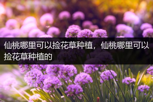 仙桃哪里可以捡花草种植，仙桃哪里可以捡花草种植的