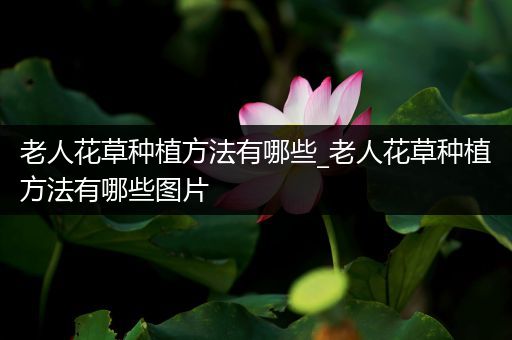 老人花草种植方法有哪些_老人花草种植方法有哪些图片
