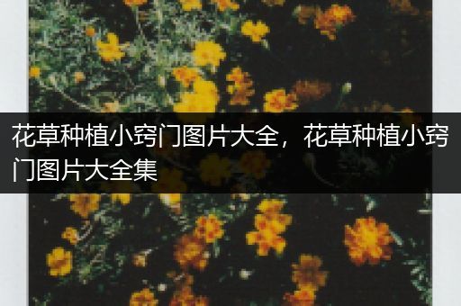 花草种植小窍门图片大全，花草种植小窍门图片大全集