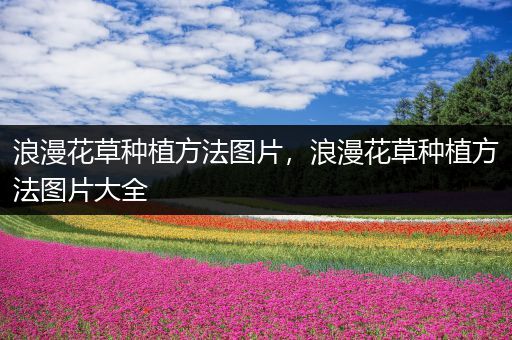浪漫花草种植方法图片，浪漫花草种植方法图片大全