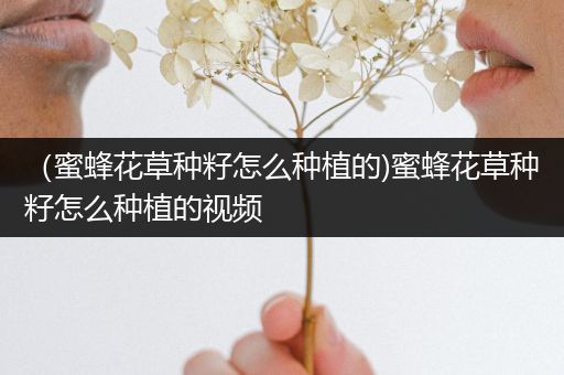 （蜜蜂花草种籽怎么种植的)蜜蜂花草种籽怎么种植的视频