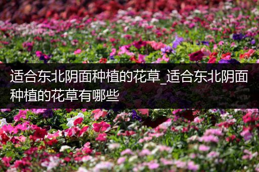 适合东北阴面种植的花草_适合东北阴面种植的花草有哪些