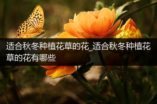 适合秋冬种植花草的花_适合秋冬种植花草的花有哪些