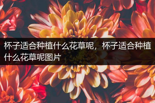 杯子适合种植什么花草呢，杯子适合种植什么花草呢图片