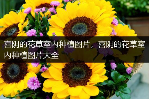 喜阴的花草室内种植图片，喜阴的花草室内种植图片大全