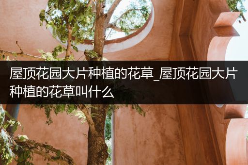 屋顶花园大片种植的花草_屋顶花园大片种植的花草叫什么