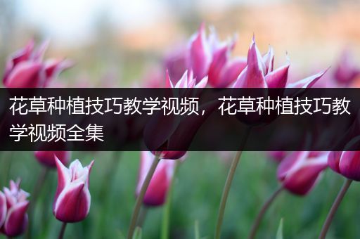 花草种植技巧教学视频，花草种植技巧教学视频全集