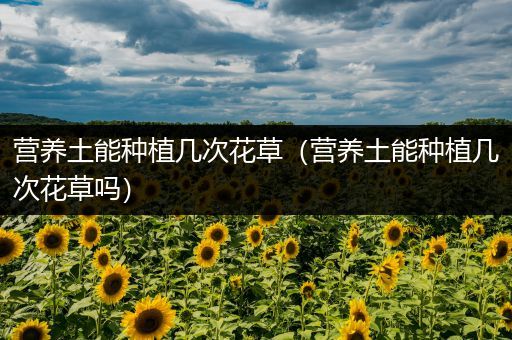 营养土能种植几次花草（营养土能种植几次花草吗）
