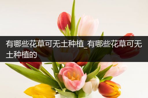 有哪些花草可无土种植_有哪些花草可无土种植的