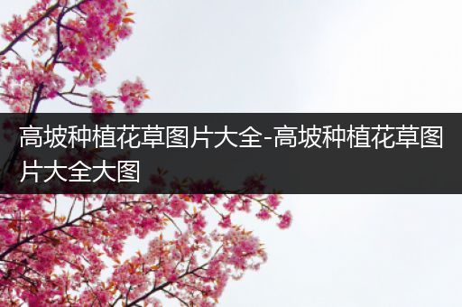 高坡种植花草图片大全-高坡种植花草图片大全大图