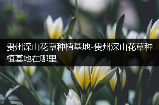 贵州深山花草种植基地-贵州深山花草种植基地在哪里
