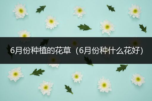 6月份种植的花草（6月份种什么花好）