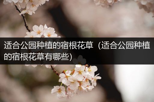 适合公园种植的宿根花草（适合公园种植的宿根花草有哪些）