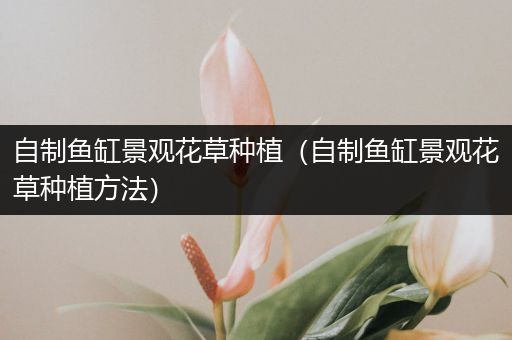 自制鱼缸景观花草种植（自制鱼缸景观花草种植方法）