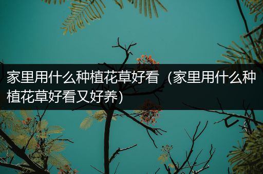 家里用什么种植花草好看（家里用什么种植花草好看又好养）