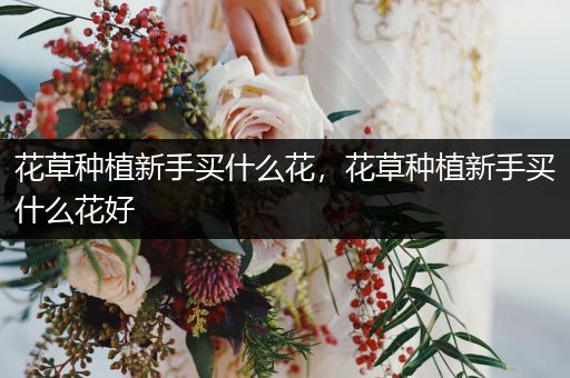 花草种植新手买什么花，花草种植新手买什么花好
