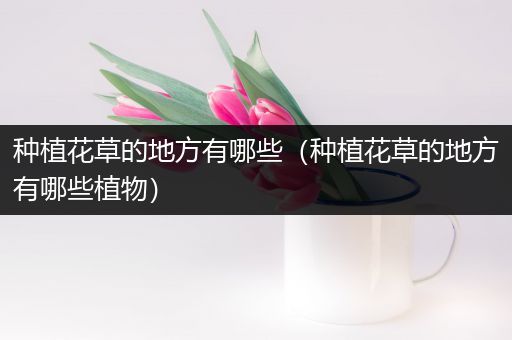 种植花草的地方有哪些（种植花草的地方有哪些植物）