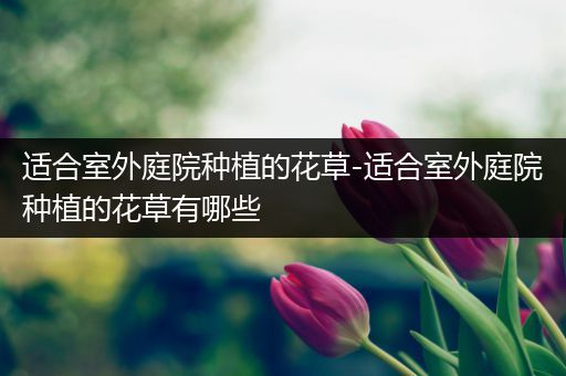 适合室外庭院种植的花草-适合室外庭院种植的花草有哪些