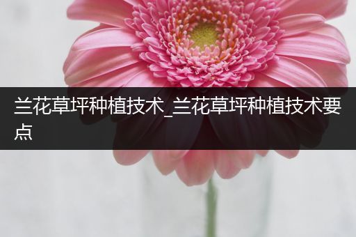 兰花草坪种植技术_兰花草坪种植技术要点
