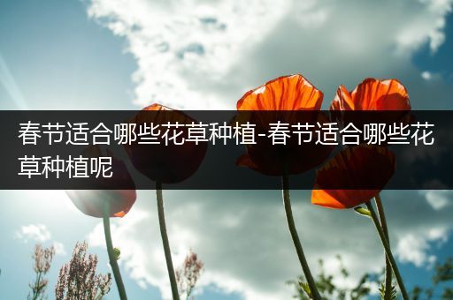 春节适合哪些花草种植-春节适合哪些花草种植呢