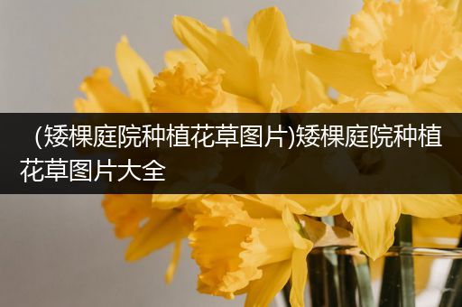 （矮棵庭院种植花草图片)矮棵庭院种植花草图片大全