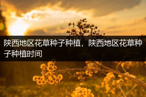 陕西地区花草种子种植，陕西地区花草种子种植时间