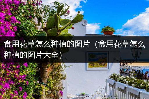 食用花草怎么种植的图片（食用花草怎么种植的图片大全）