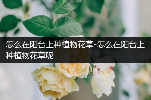怎么在阳台上种植物花草-怎么在阳台上种植物花草呢