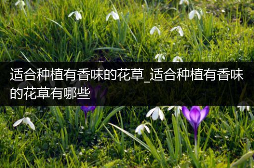 适合种植有香味的花草_适合种植有香味的花草有哪些