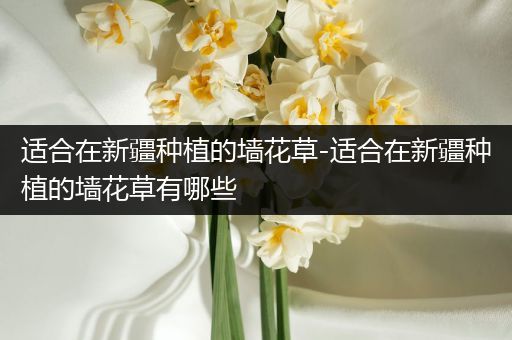 适合在新疆种植的墙花草-适合在新疆种植的墙花草有哪些