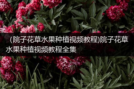 （院子花草水果种植视频教程)院子花草水果种植视频教程全集