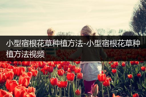 小型宿根花草种植方法-小型宿根花草种植方法视频