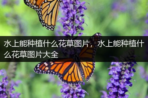 水上能种植什么花草图片，水上能种植什么花草图片大全