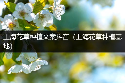上海花草种植文案抖音（上海花草种植基地）
