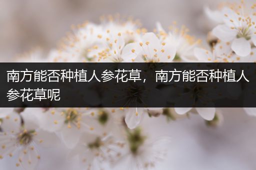南方能否种植人参花草，南方能否种植人参花草呢