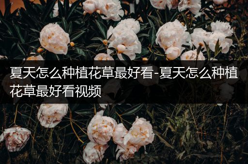 夏天怎么种植花草最好看-夏天怎么种植花草最好看视频