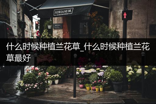 什么时候种植兰花草_什么时候种植兰花草最好