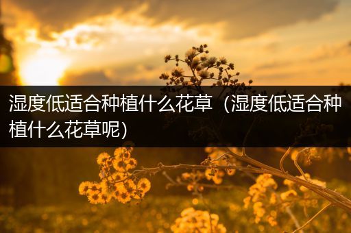 湿度低适合种植什么花草（湿度低适合种植什么花草呢）
