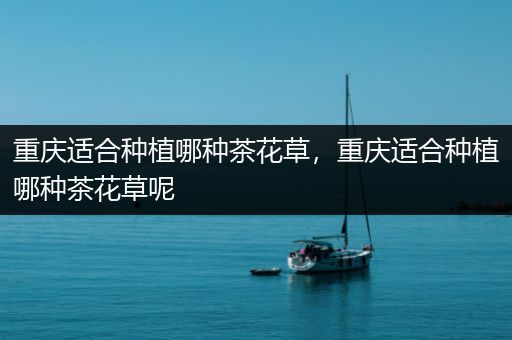 重庆适合种植哪种茶花草，重庆适合种植哪种茶花草呢