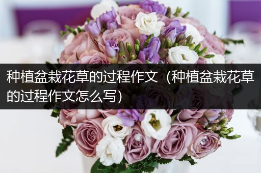 种植盆栽花草的过程作文（种植盆栽花草的过程作文怎么写）