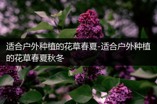 适合户外种植的花草春夏-适合户外种植的花草春夏秋冬