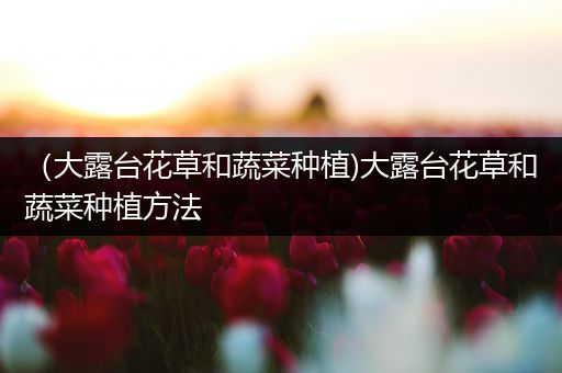 （大露台花草和蔬菜种植)大露台花草和蔬菜种植方法