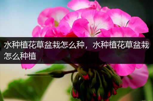 水种植花草盆栽怎么种，水种植花草盆栽怎么种植