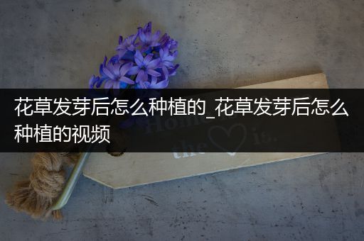 花草发芽后怎么种植的_花草发芽后怎么种植的视频