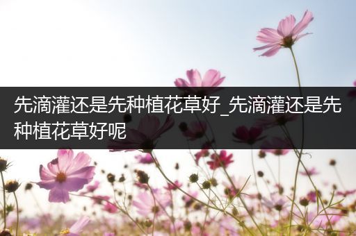 先滴灌还是先种植花草好_先滴灌还是先种植花草好呢