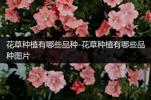 花草种植有哪些品种-花草种植有哪些品种图片