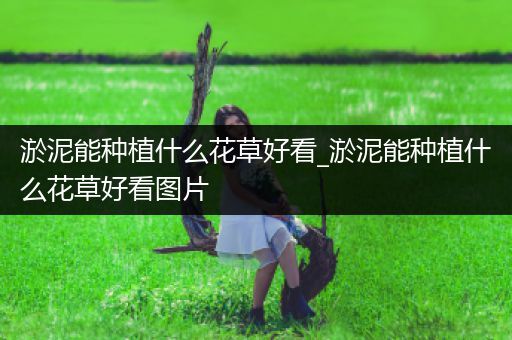 淤泥能种植什么花草好看_淤泥能种植什么花草好看图片