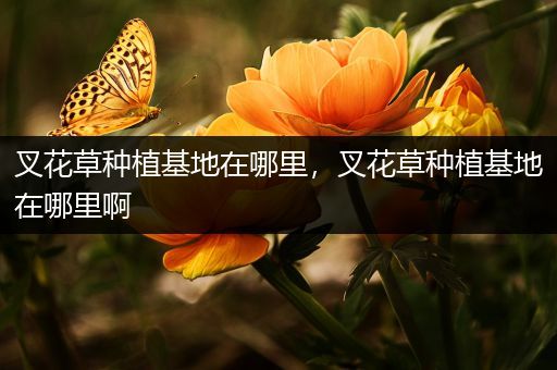 叉花草种植基地在哪里，叉花草种植基地在哪里啊
