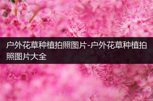 户外花草种植拍照图片-户外花草种植拍照图片大全