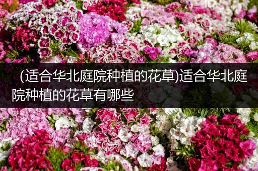 （适合华北庭院种植的花草)适合华北庭院种植的花草有哪些